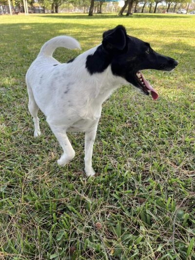 Fenced Dog play area - Clearwater, FL