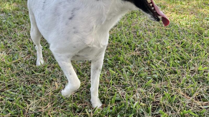 Fenced Dog play area - Clearwater, FL