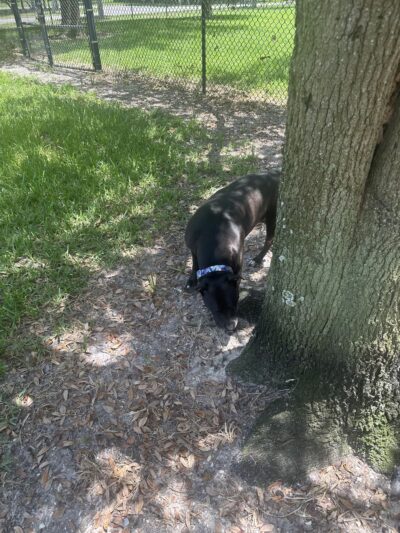 Sandkey.Park - Clearwater, FL