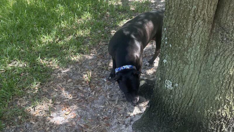 Sandkey.Park - Clearwater, FL