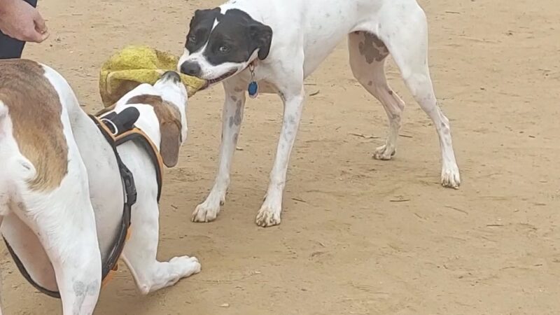 Nettles Park - Clemson, SC