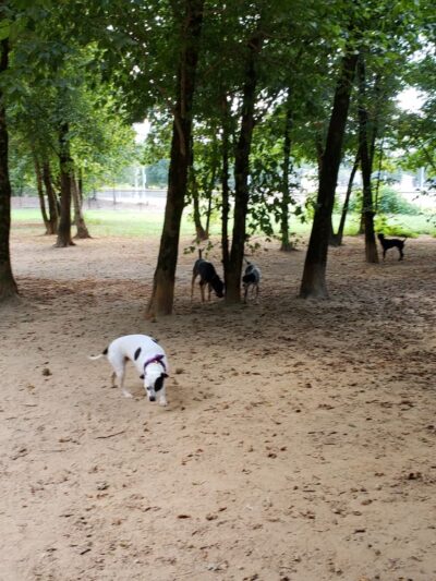 Nettles Park - Clemson, SC