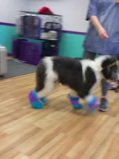 Barking Lot - Cleveland, GA