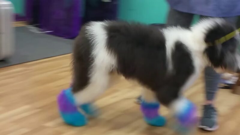 Barking Lot - Cleveland, GA