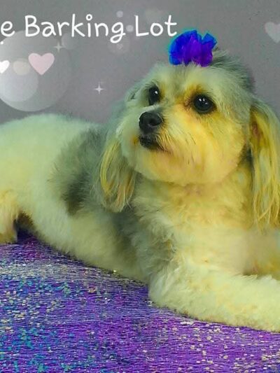 Barking Lot - Cleveland, GA