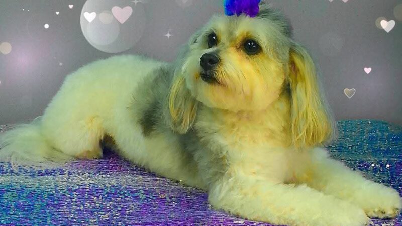 Barking Lot - Cleveland, GA