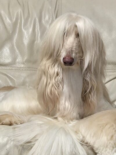 Barking Lot - Cleveland, GA