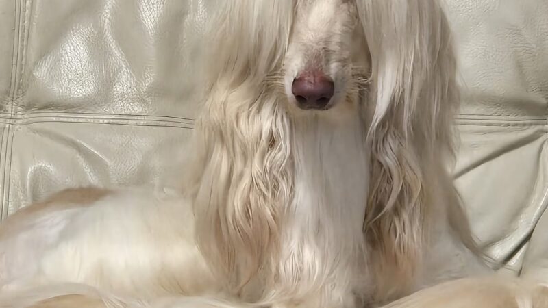 Barking Lot - Cleveland, GA