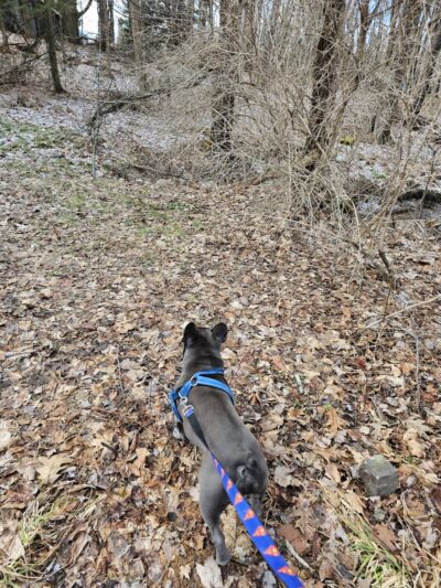 Cleveland memorial park - Cleveland, NY