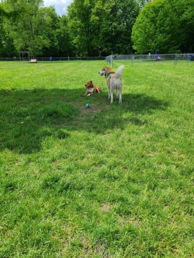 Civic Center Park-Dog Park - Clinton Township, MI