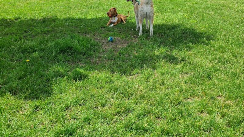 Civic Center Park-Dog Park - Clinton Township, MI