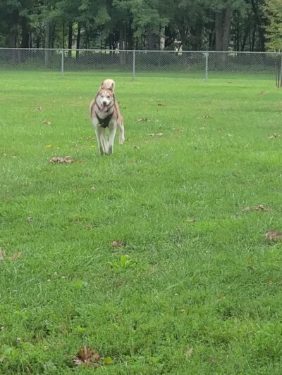 Civic Center Park-Dog Park - Clinton Township, MI