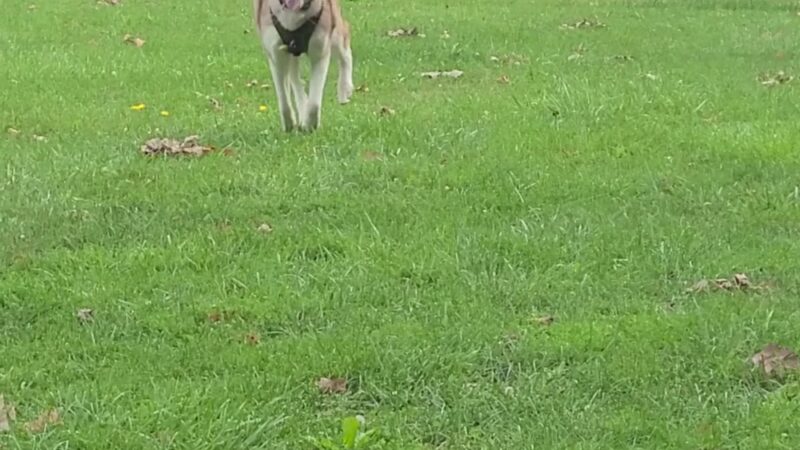 Civic Center Park-Dog Park - Clinton Township, MI