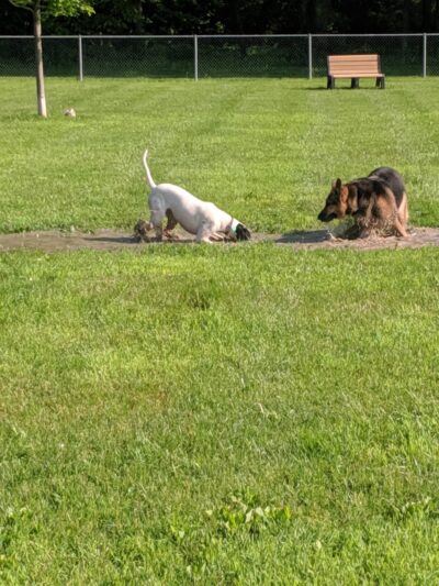 Civic Center Park-Dog Park - Clinton Township, MI