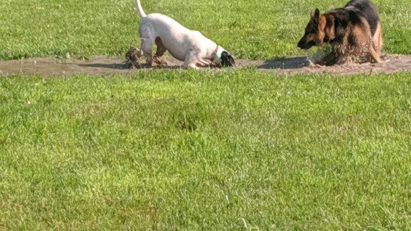 Civic Center Park-Dog Park - Clinton Township, MI