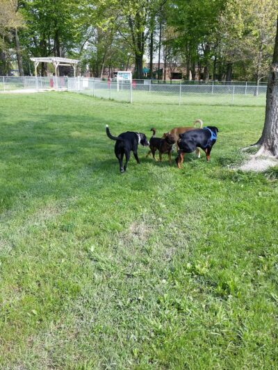 Civic Center Park-Dog Park - Clinton Township, MI