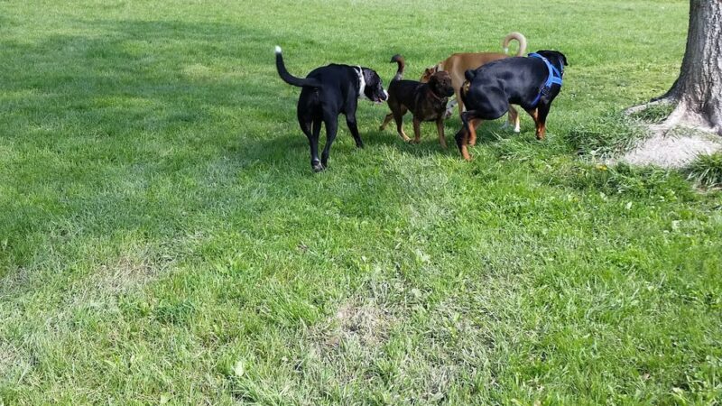 Civic Center Park-Dog Park - Clinton Township, MI