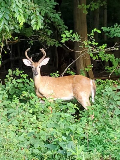 Schauble Park - Closter, NJ