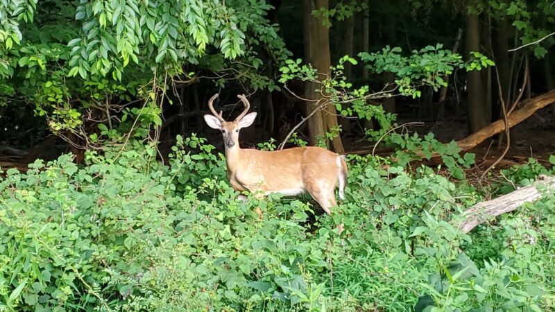 Schauble Park - Closter, NJ