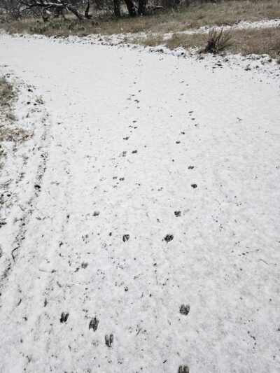 The Deer Head Trail of Lake Clyde - Clyde, TX