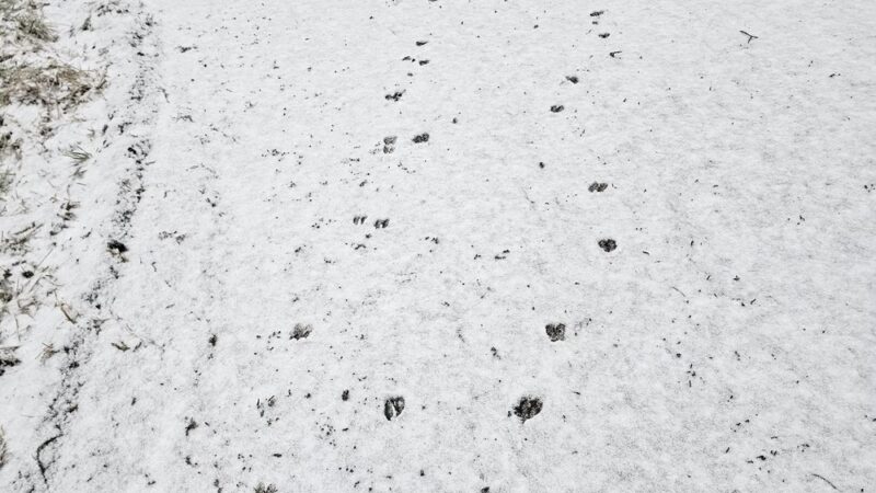 The Deer Head Trail of Lake Clyde - Clyde, TX