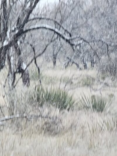 The Deer Head Trail of Lake Clyde - Clyde, TX