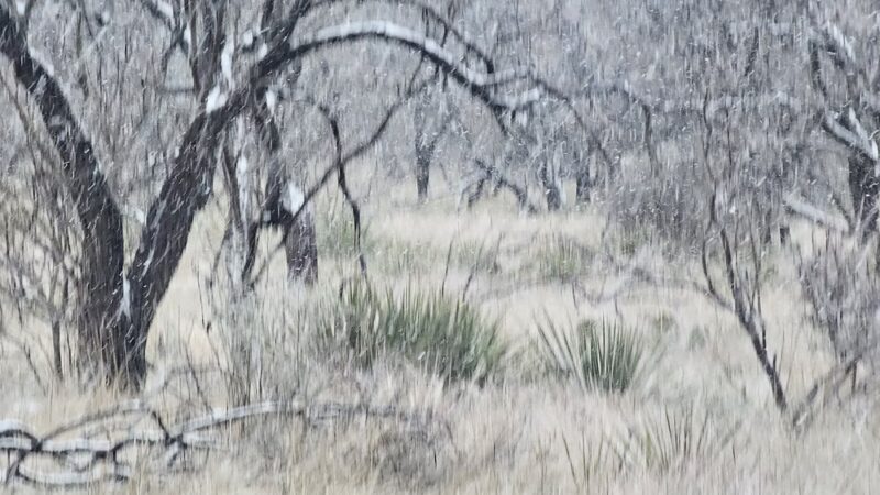 The Deer Head Trail of Lake Clyde - Clyde, TX
