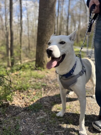 Hibernia Park Rim Trail - Coatesville, PA