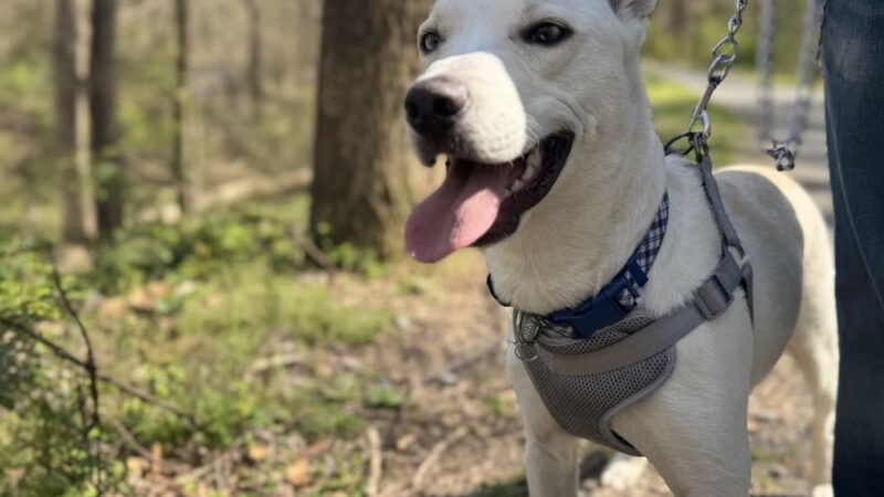 Hibernia Park Rim Trail - Coatesville, PA