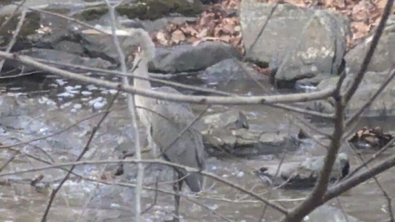 Hibernia Park Rim Trail - Coatesville, PA