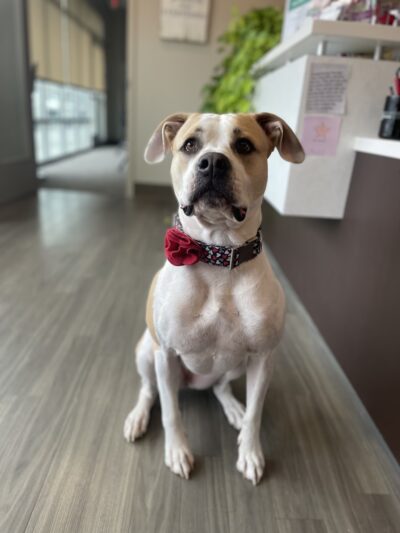 Wonmanog Kennels - Coatesville, PA