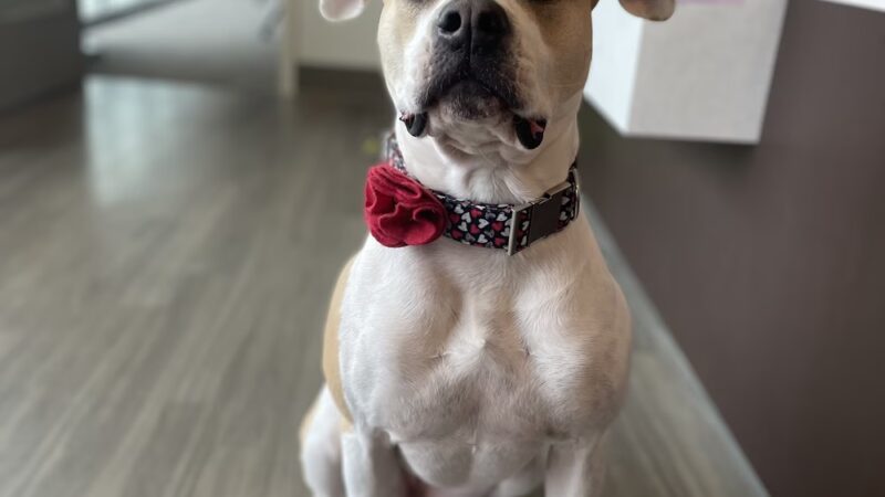 Wonmanog Kennels - Coatesville, PA