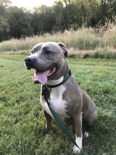 Wonmanog Kennels - Coatesville, PA