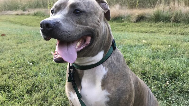 Wonmanog Kennels - Coatesville, PA