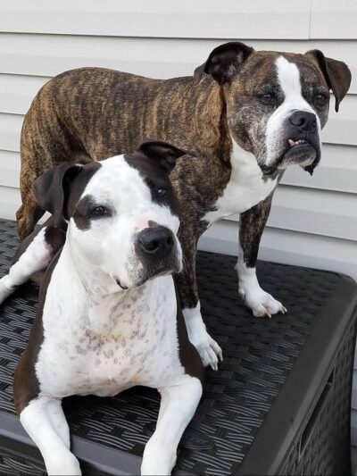 Wonmanog Kennels - Coatesville, PA