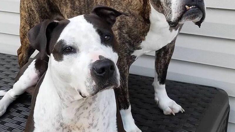 Wonmanog Kennels - Coatesville, PA