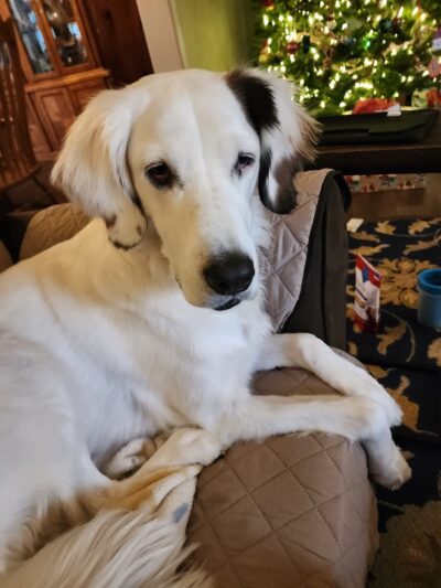 Wonmanog Kennels - Coatesville, PA