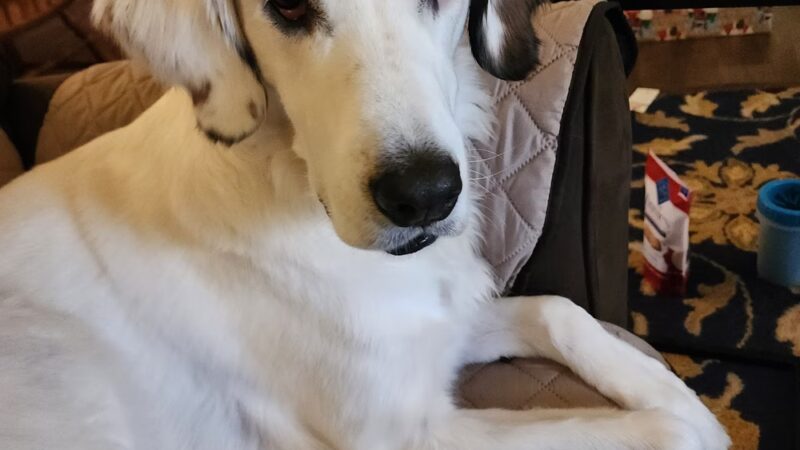 Wonmanog Kennels - Coatesville, PA