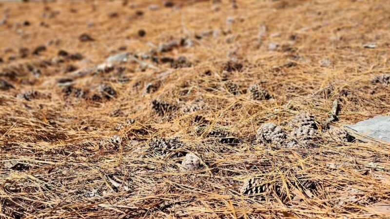 Coats Park and Rec - Coats, NC