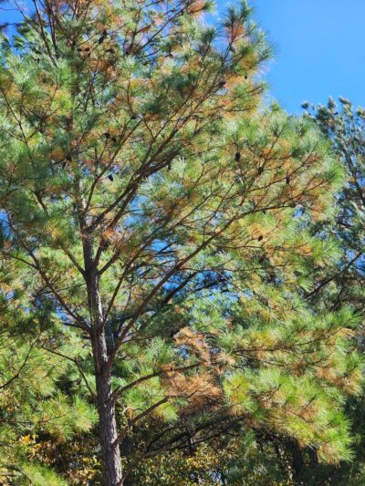 Coats Park and Rec - Coats, NC