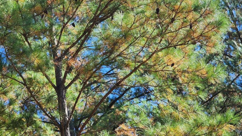 Coats Park and Rec - Coats, NC