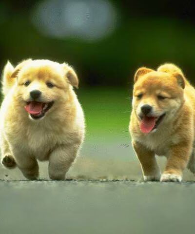 Dog Mountain Lodge - Cochecton, NY