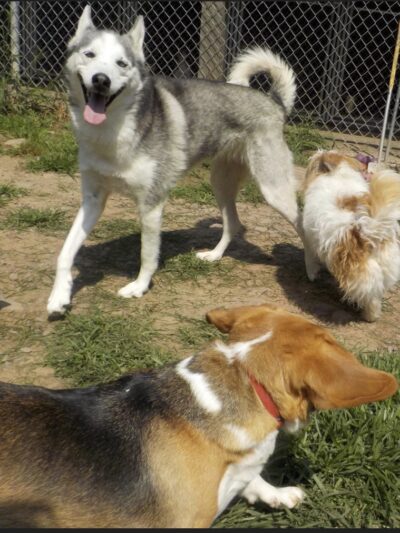 Dog Mountain Lodge - Cochecton, NY