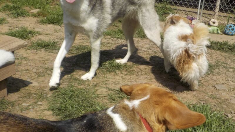 Dog Mountain Lodge - Cochecton, NY