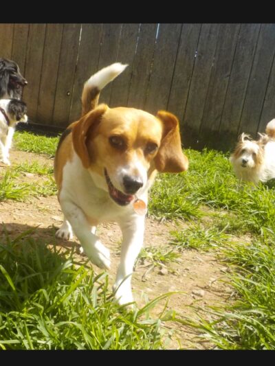 Dog Mountain Lodge - Cochecton, NY