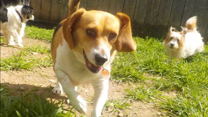 Dog Mountain Lodge - Cochecton, NY