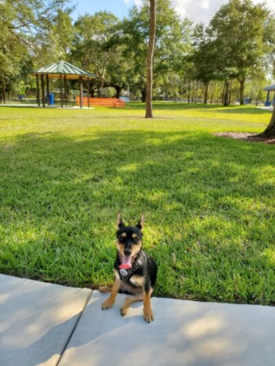 Windmill Dog Park - Coconut Creek, FL