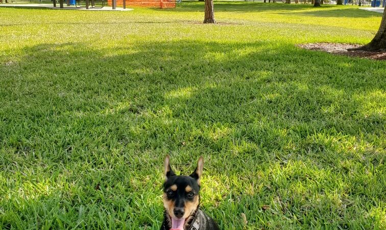 Windmill Dog Park - Coconut Creek, FL