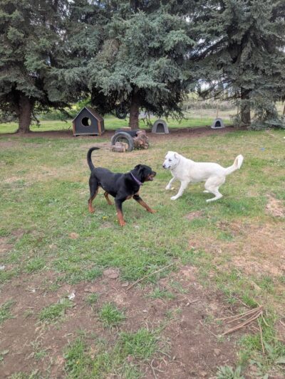 Green Bluff Pastures - Colbert, WA
