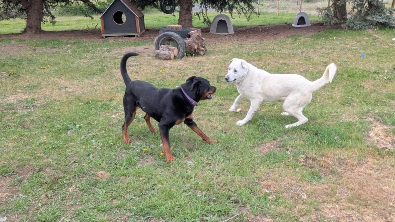 Green Bluff Pastures - Colbert, WA